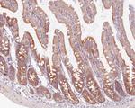 ASC1 Antibody in Immunohistochemistry (Paraffin) (IHC (P))