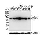 ASC1 Antibody in Western Blot (WB)