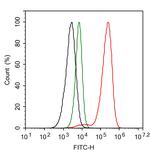 RNF146 Antibody in Flow Cytometry (Flow)