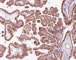 RNF146 Antibody in Immunohistochemistry (Paraffin) (IHC (P))