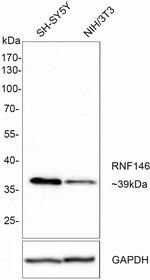 RNF146 Antibody in Western Blot (WB)