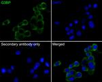 G3BP1 Antibody in Immunocytochemistry (ICC/IF)