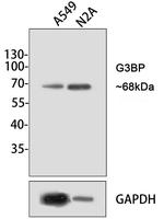 G3BP1 Antibody in Western Blot (WB)