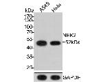 NEK2 Antibody in Western Blot (WB)