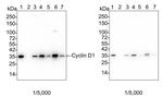 Cyclin D1 Antibody in Western Blot (WB)