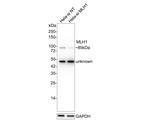 MLH1 Antibody in Western Blot (WB)