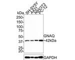 GNAQ Antibody in Western Blot (WB)