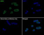 FDX1 Antibody in Immunocytochemistry (ICC/IF)