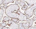 FDX1 Antibody in Immunohistochemistry (Paraffin) (IHC (P))