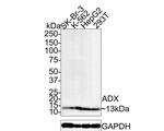 FDX1 Antibody in Western Blot (WB)