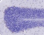 SORL1 Antibody in Immunohistochemistry (Paraffin) (IHC (P))