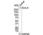 SORL1 Antibody in Western Blot (WB)