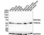 WNT8A Antibody in Western Blot (WB)