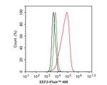 EEF2 Antibody in Flow Cytometry (Flow)