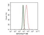 EEF2 Antibody in Flow Cytometry (Flow)