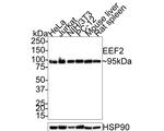 EEF2 Antibody in Western Blot (WB)