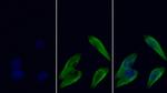 beta Tubulin Antibody in Immunocytochemistry (ICC/IF)