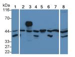 ERK2 Antibody in Western Blot (WB)