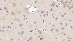 Cyclophilin A Antibody in Immunohistochemistry (Paraffin) (IHC (P))