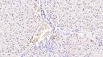 SIRT3 Antibody in Immunohistochemistry (Paraffin) (IHC (P))