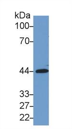 SIRT3 Antibody in Western Blot (WB)