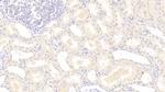 IDO Antibody in Immunohistochemistry (Paraffin) (IHC (P))