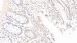 IDO Antibody in Immunohistochemistry (Paraffin) (IHC (P))