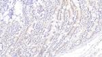 IDO Antibody in Immunohistochemistry (Paraffin) (IHC (P))