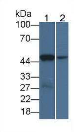 IDO Antibody in Western Blot (WB)