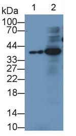 IGFBP3 Antibody in Western Blot (WB)