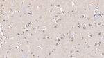 FGF13 Antibody in Immunohistochemistry (Paraffin) (IHC (P))