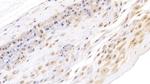 Ceruloplasmin Antibody in Immunohistochemistry (Paraffin) (IHC (P))