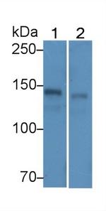 Ceruloplasmin Antibody in Western Blot (WB)