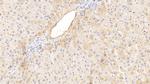 PAH Antibody in Immunohistochemistry (Paraffin) (IHC (P))