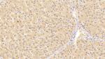 GPT Antibody in Immunohistochemistry (Paraffin) (IHC (P))