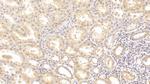 GPT Antibody in Immunohistochemistry (Paraffin) (IHC (P))