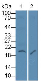 IL-7 Antibody in Western Blot (WB)