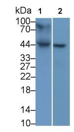 HLA-B Antibody in Western Blot (WB)