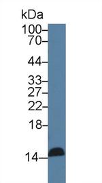 REG3G Antibody in Western Blot (WB)