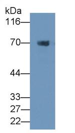 Prothrombin Fragment 1/2 Antibody in Western Blot (WB)