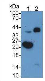 CTRP1 Antibody in Western Blot (WB)