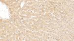 SERPINA10 Antibody in Immunohistochemistry (Paraffin) (IHC (P))