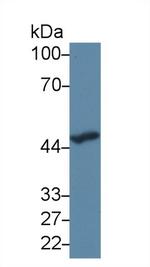 SERPINA10 Antibody in Western Blot (WB)