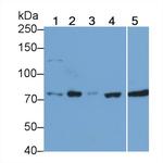 RIP1 Antibody in Western Blot (WB)