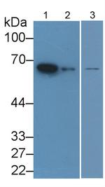 Lamin B1 Antibody in Western Blot (WB)