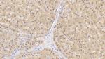 HPD Antibody in Immunohistochemistry (Paraffin) (IHC (P))