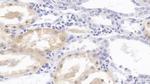 HPD Antibody in Immunohistochemistry (Paraffin) (IHC (P))