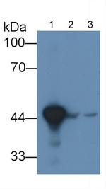 HPD Antibody in Western Blot (WB)