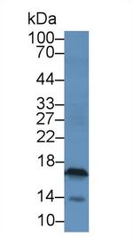 CGA Antibody in Western Blot (WB)