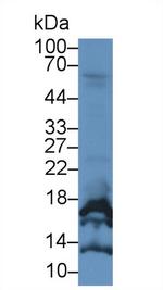 CGA Antibody in Western Blot (WB)